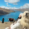 四月去西藏必备的旅游物品有哪些？四月份去西藏需要准备些什么？
